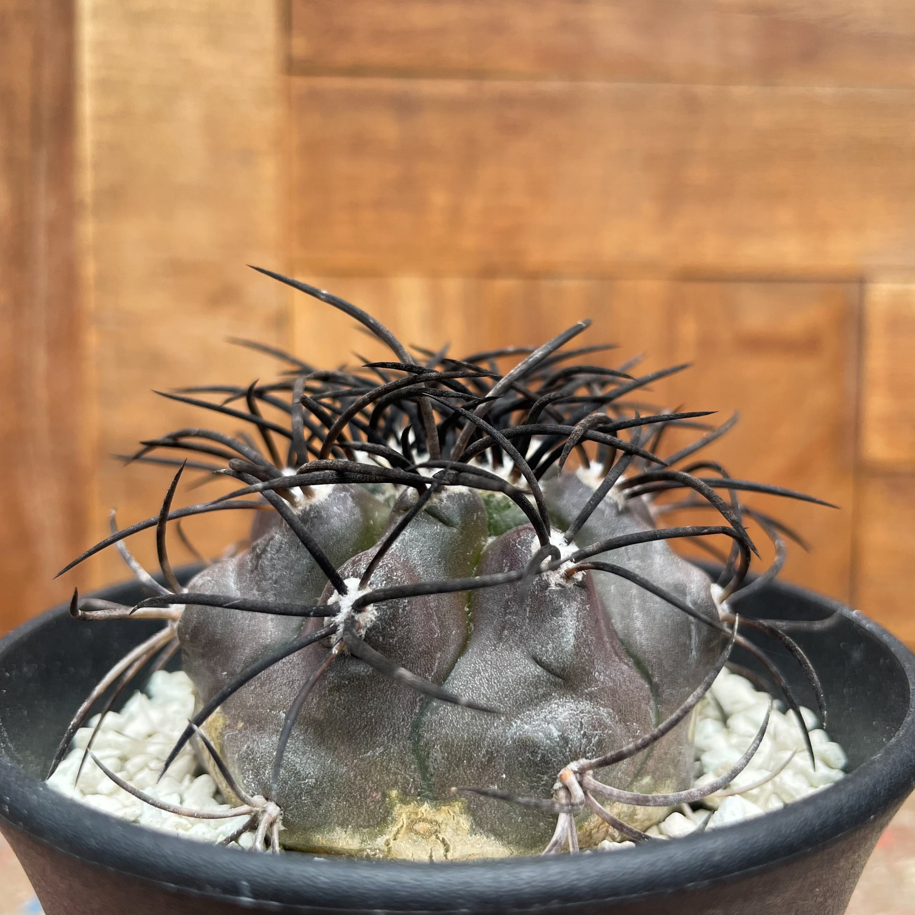 Copiapoa griseoviolacea【コピアポア・栗星玉・実生】 | RIMO'S GREEN