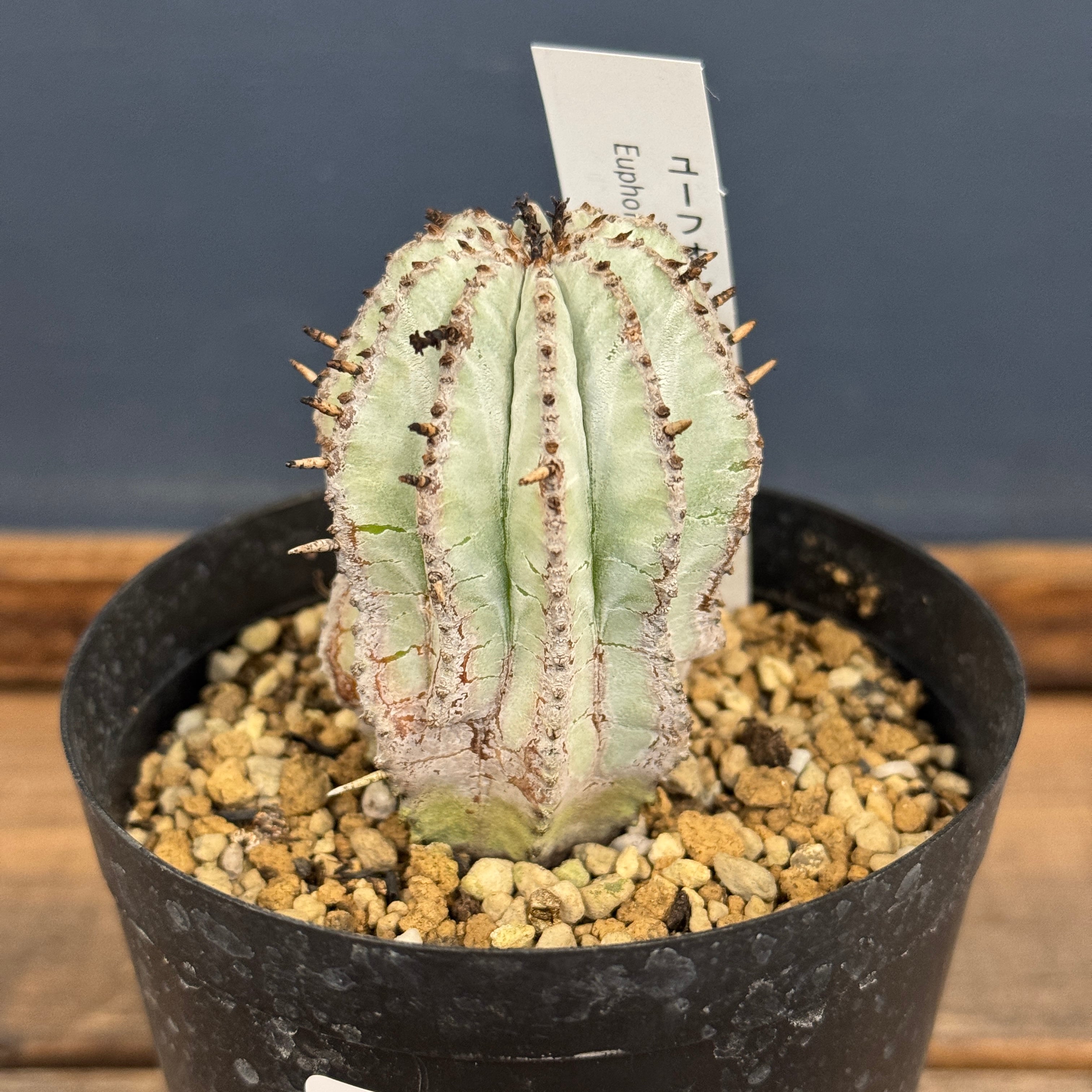 ユーフォルビア 白衣ホリダ【695】 | PROTOLEAF プロトリーフ