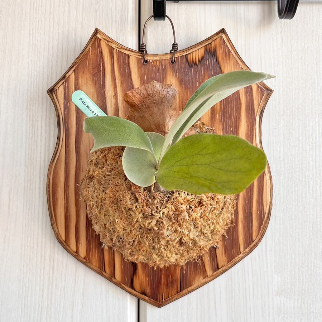 ビカクシダ ビフルカツム 板付 【観葉植物 室内 コウモリラン