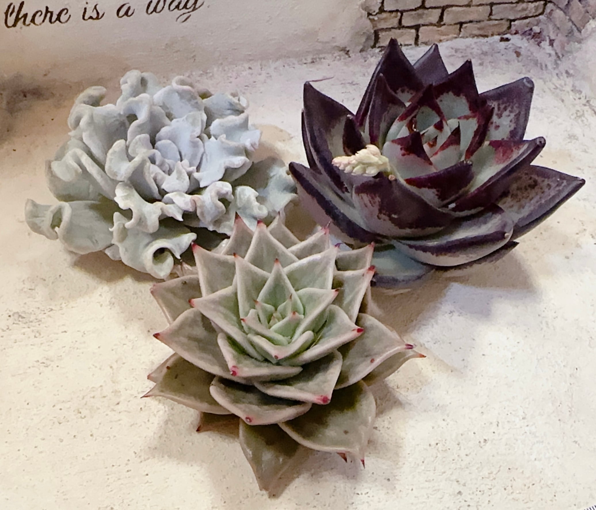 寄せ植え苗10個セット | 倉敷多肉工房