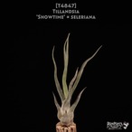 【送料無料】'Showtime' x seleriana〔エアプランツ〕現品発送T4847