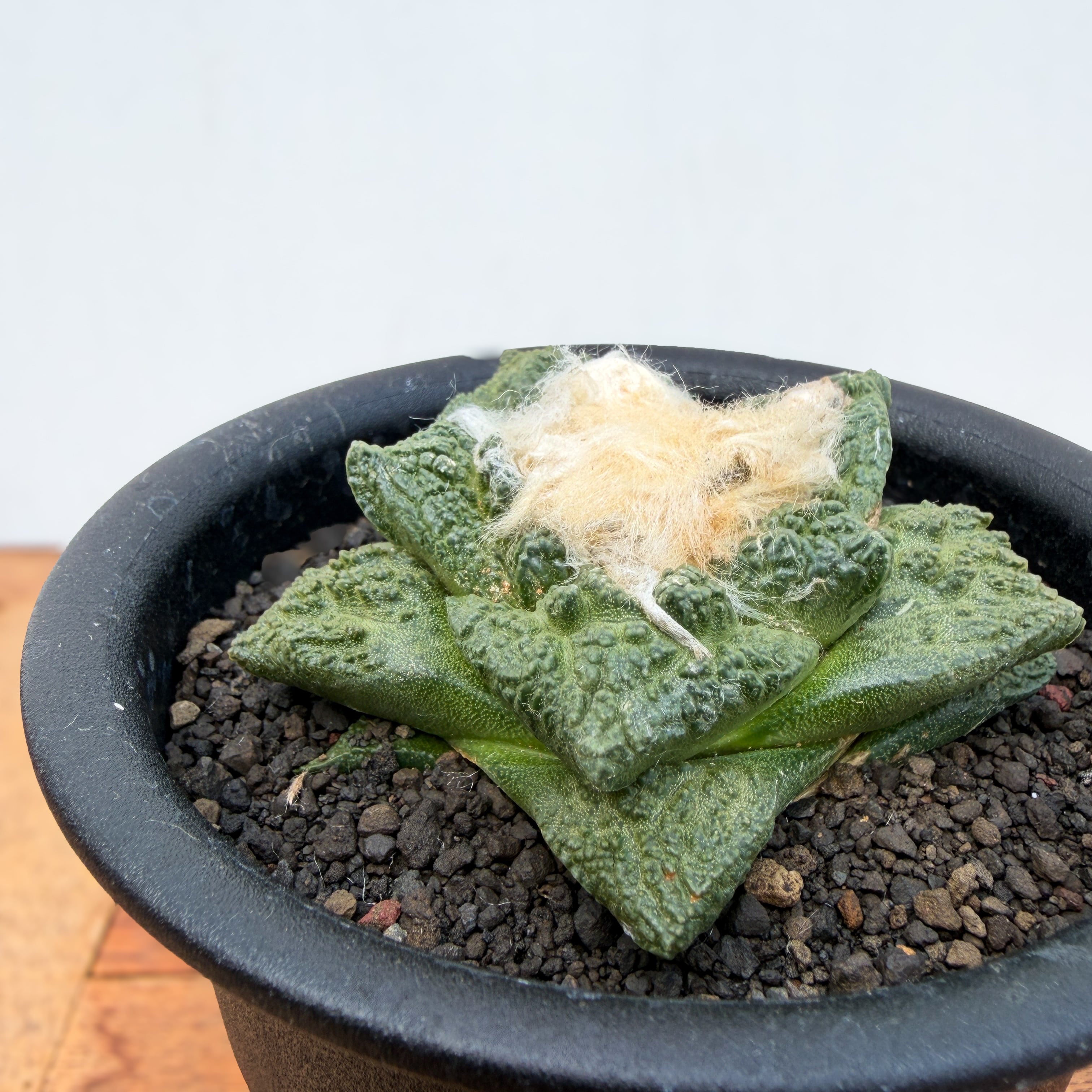 Ariocarpus fissuratus 【アリオカルプス・大疣亀甲牡丹】 | RIMO'S