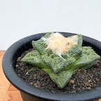 Ariocarpus fissuratus 【アリオカルプス・大疣亀甲牡丹】