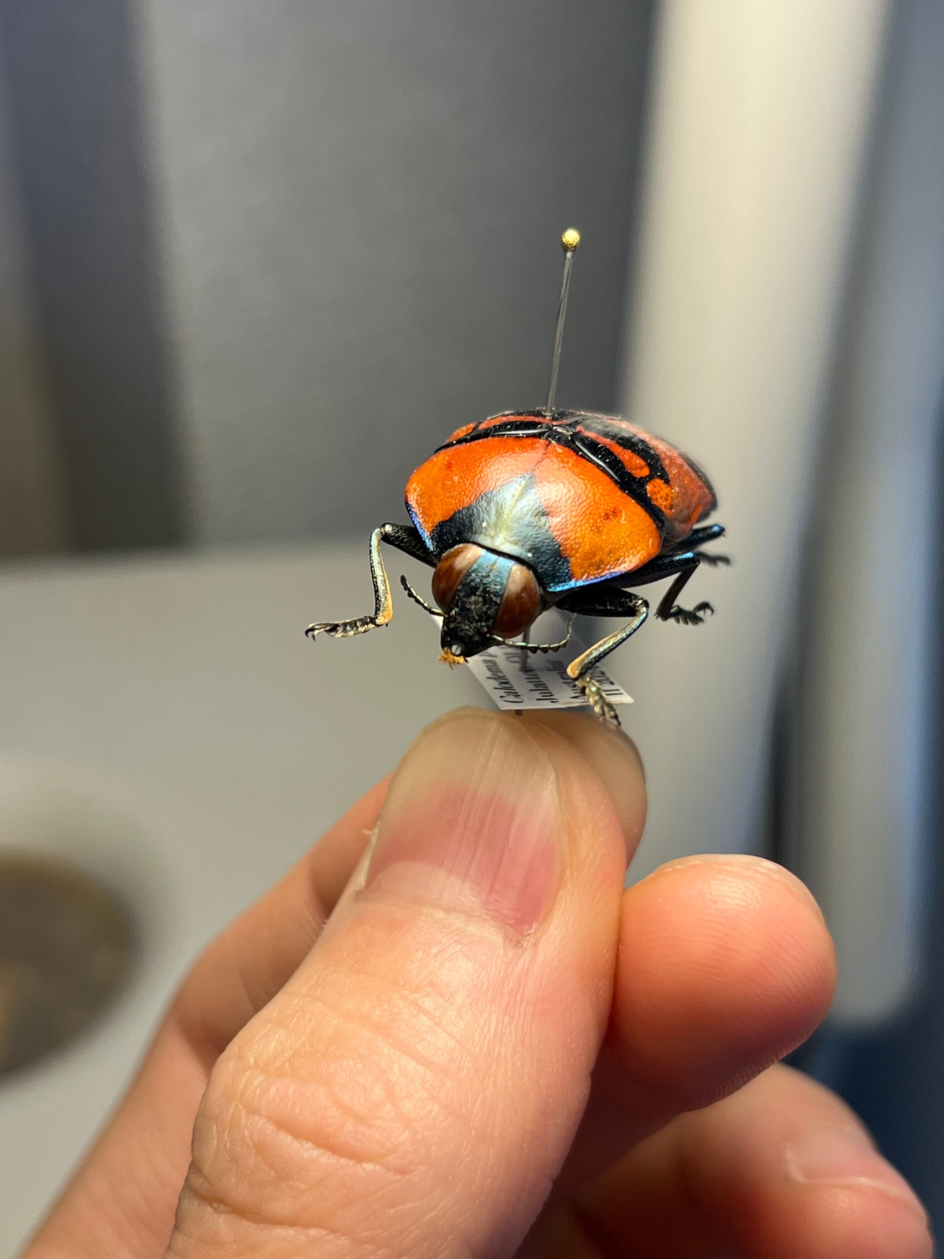 39mm】クロモンベニオウサマムカシタマムシ Calodema plebeia