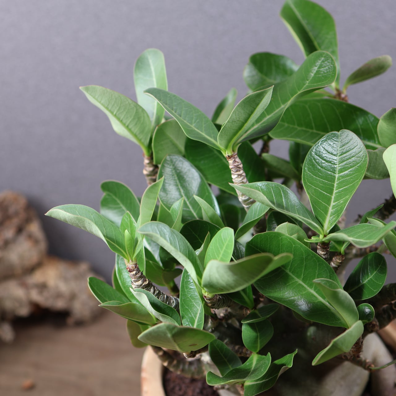 760 『アデニウム アラビカム ドワーフ 陶器鉢』 観葉植物【送料無料
