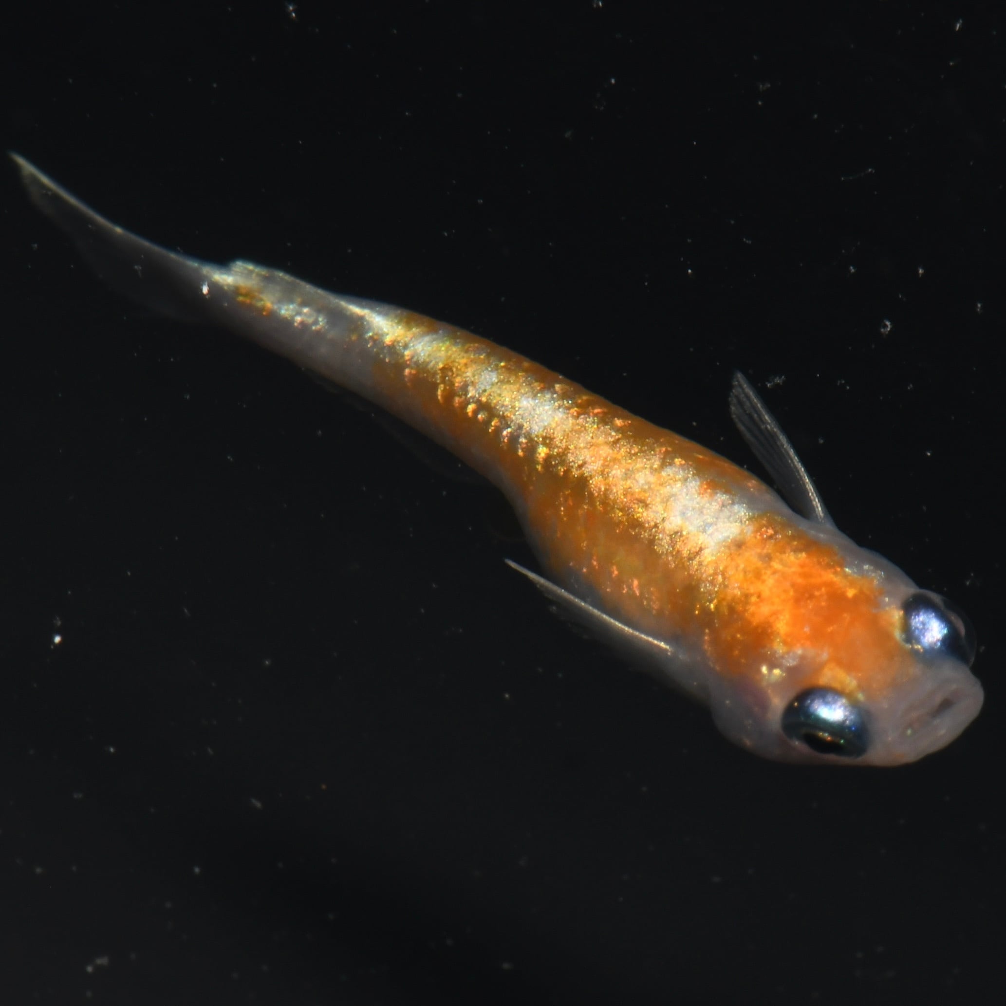 三色RTタイプM Sサイズ 抱卵開始 1ペア【現物】 | tomo めだか