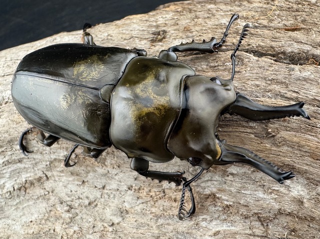 【F0】《ローゼンベルグオウゴンオニクワガタ 71mm ペア》