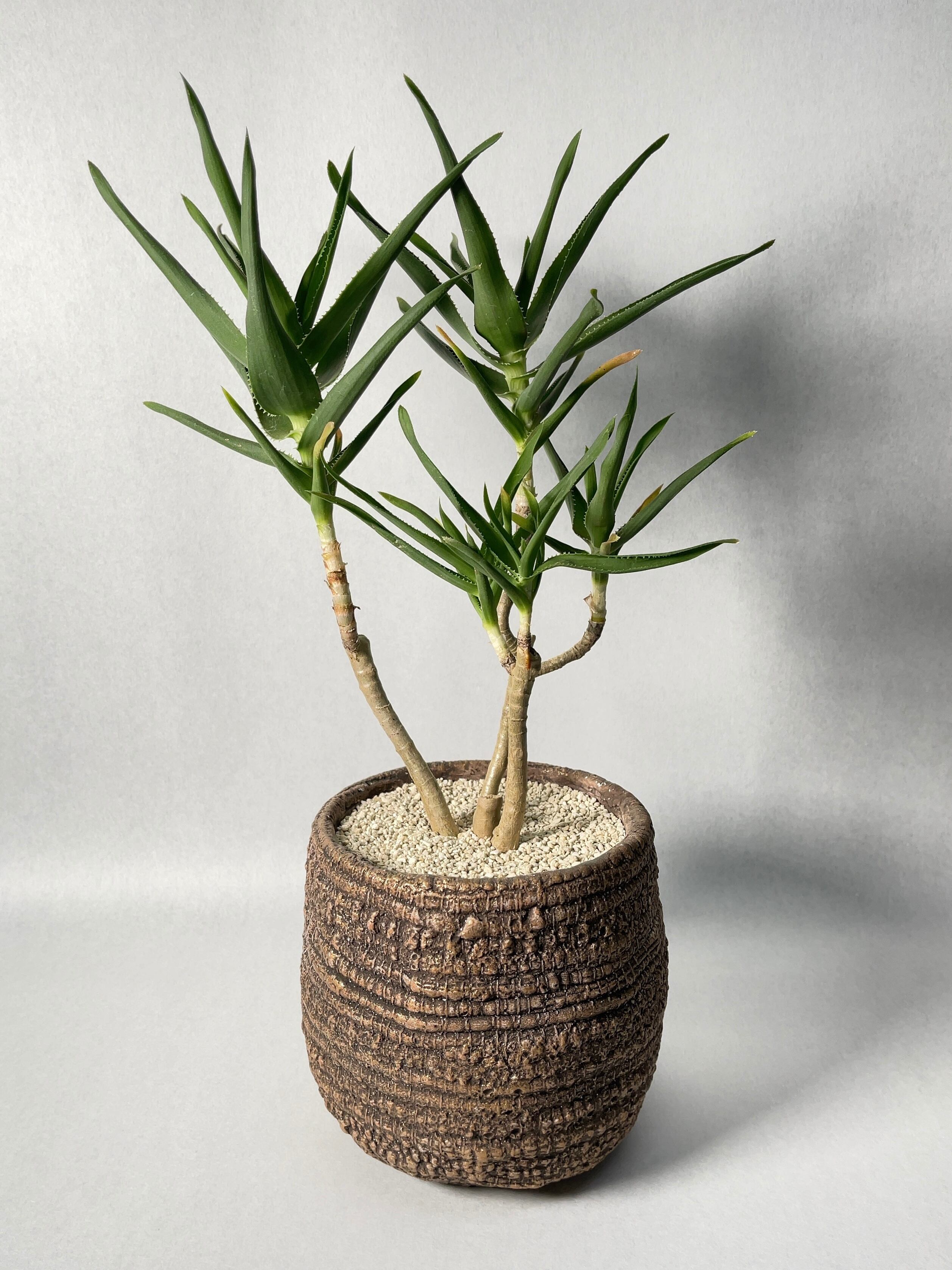 アロエ・ストリアツラ | trigger