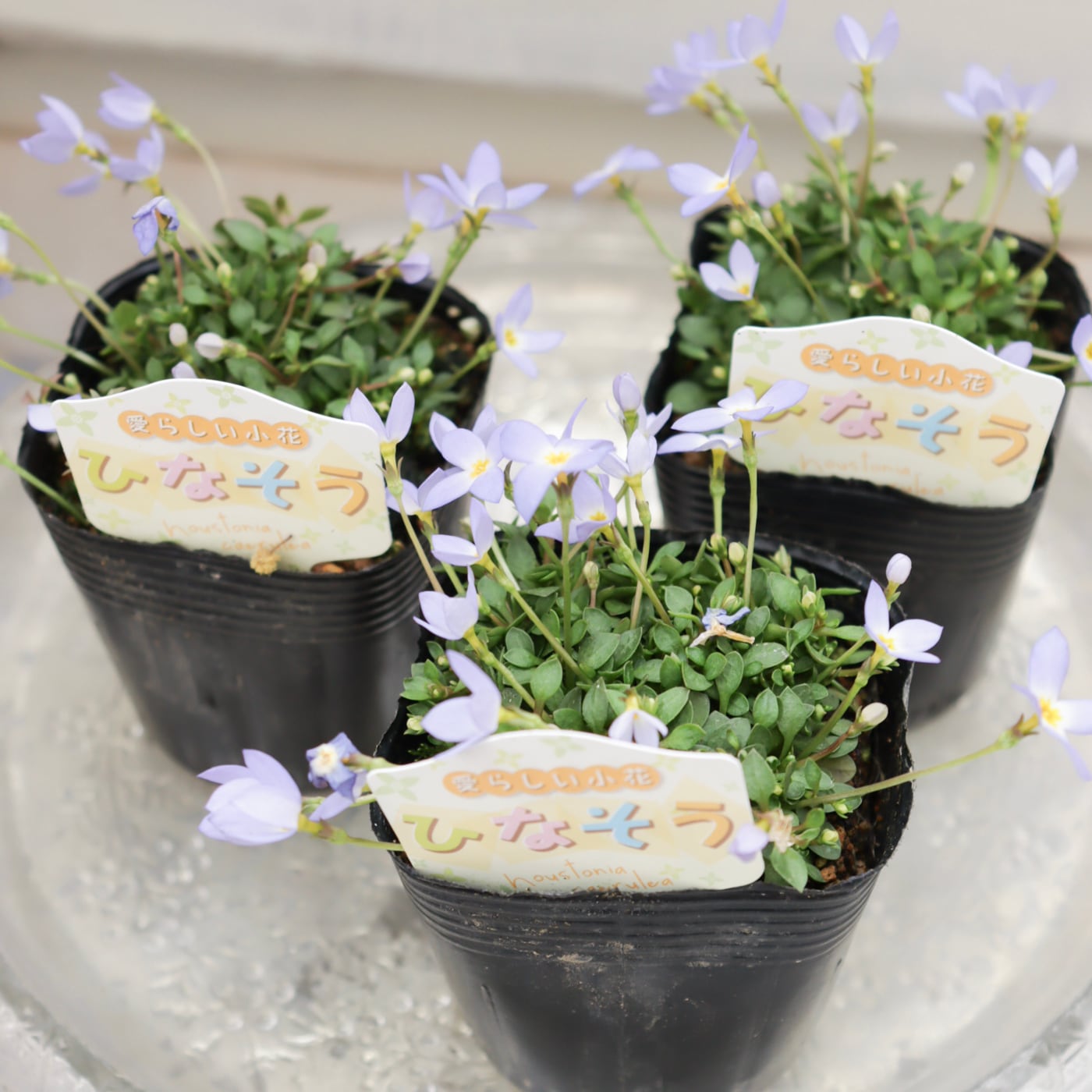 Green heartꕥオンラインショップ