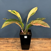 アンスリウム フーケリー 斑入り【647】