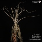 【送料無料】straminea Straight Form〔エアプランツ〕現品発送T3655