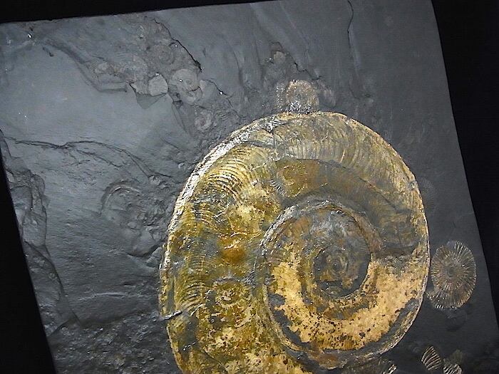 山口県産 ジュラ紀 アンモナイト 希少