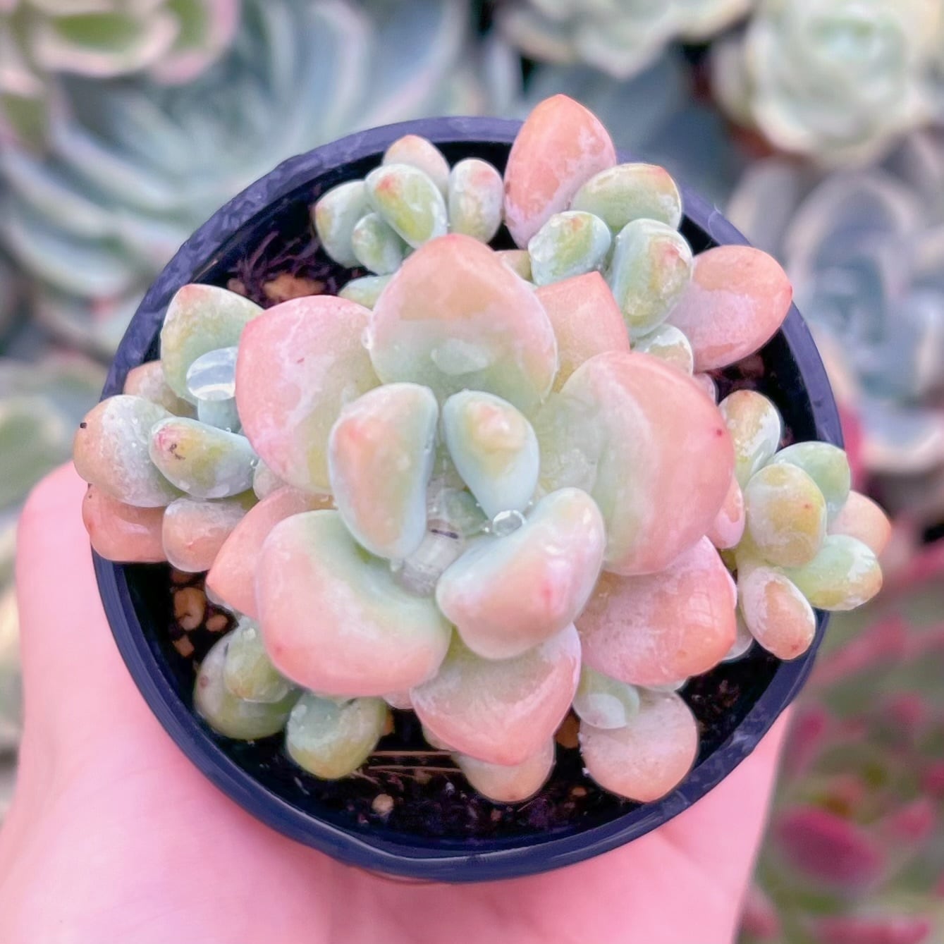 現品　マカロン#858　るる農園