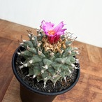 Turbinicarpus alonsoi【ツルビニカルプス・アロンソイ・実生】　