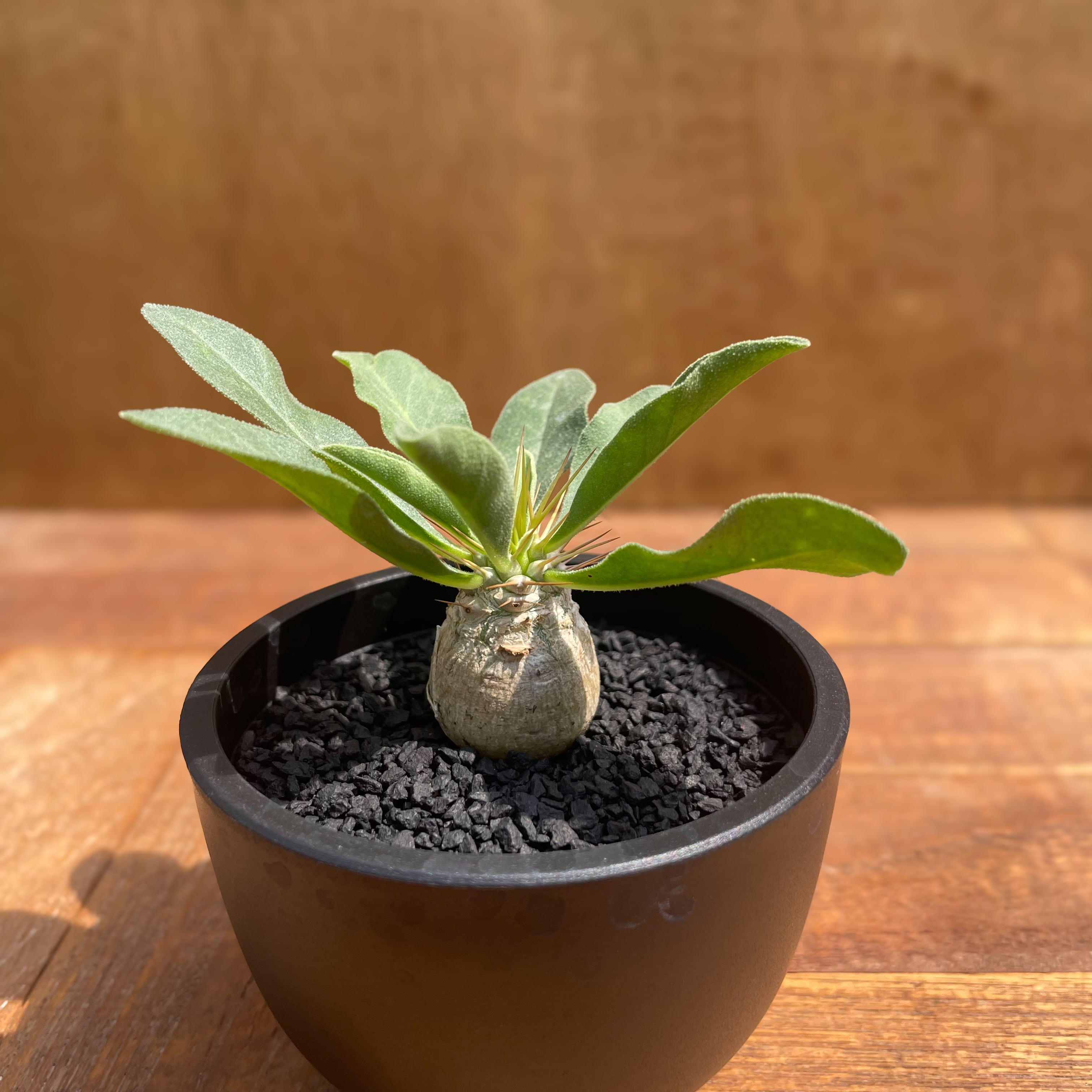 Pachypodium namaquanum【パキポディウム・ナマクアナム・光堂 