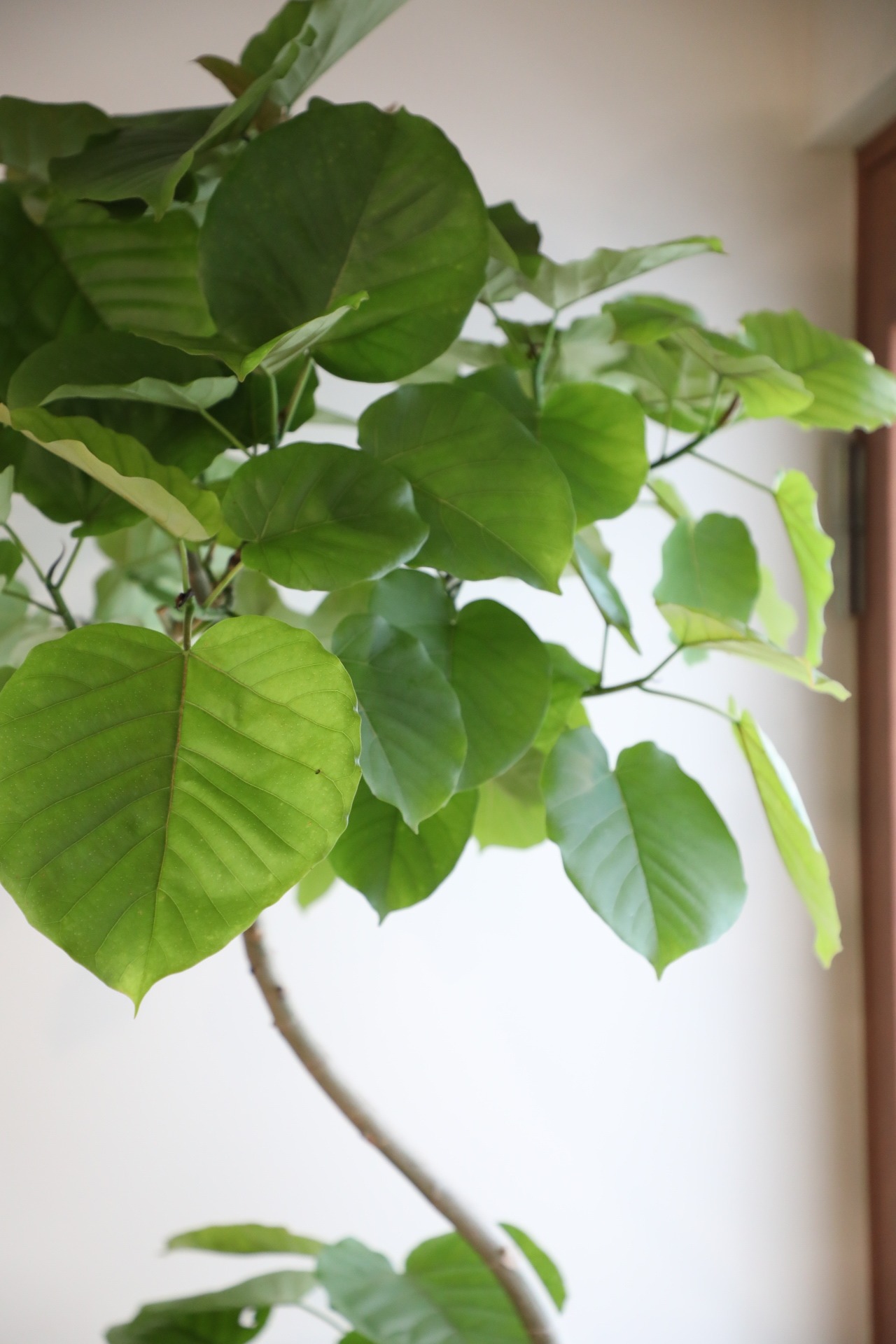 【都内近郊限定配送】【190cm】フィカス ウンベラータ 曲げ木仕立て/Ficus umbellata  ※陶器鉢カバー別売り