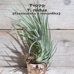 【送料無料】'Nidus'(花芽付き)〔エアプランツ〕現品発送T1079