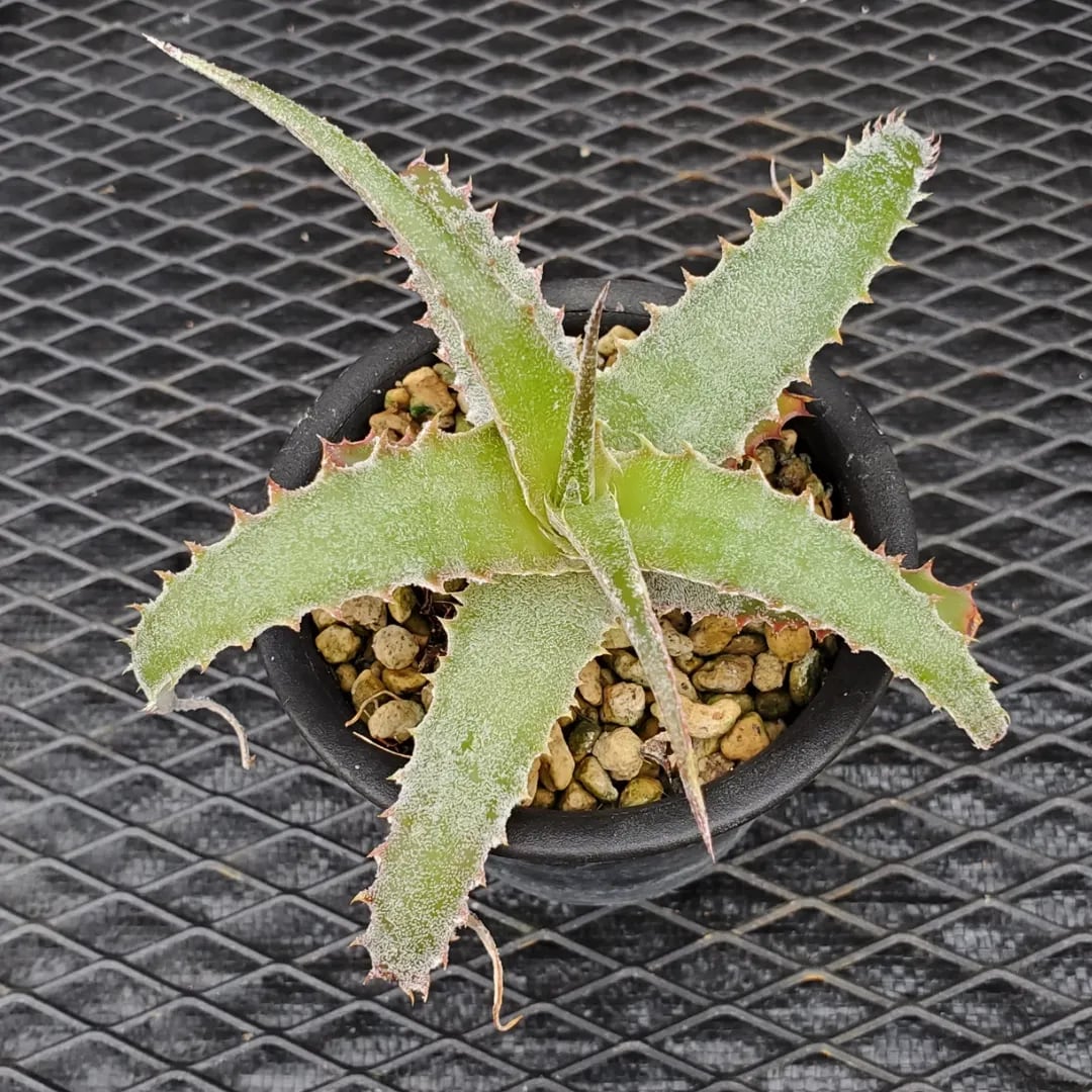 F00548_Dyckia 'Nemesis' x 'Nagas'：ディッキア・ハイブリッド（子株