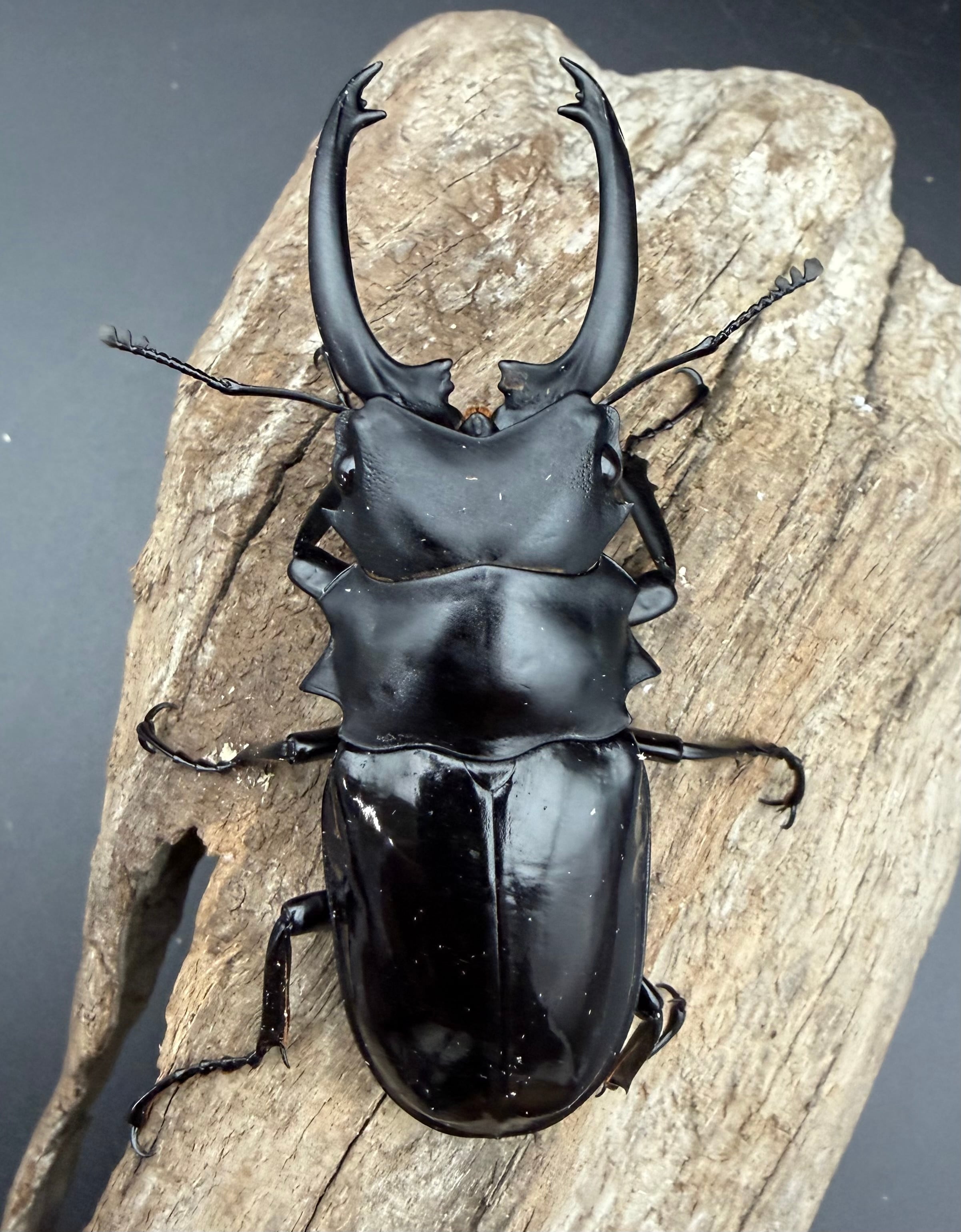 WD】《ダールマンツヤクワガタ亜種セレベンシス 83.5mm ペア》 | KPW