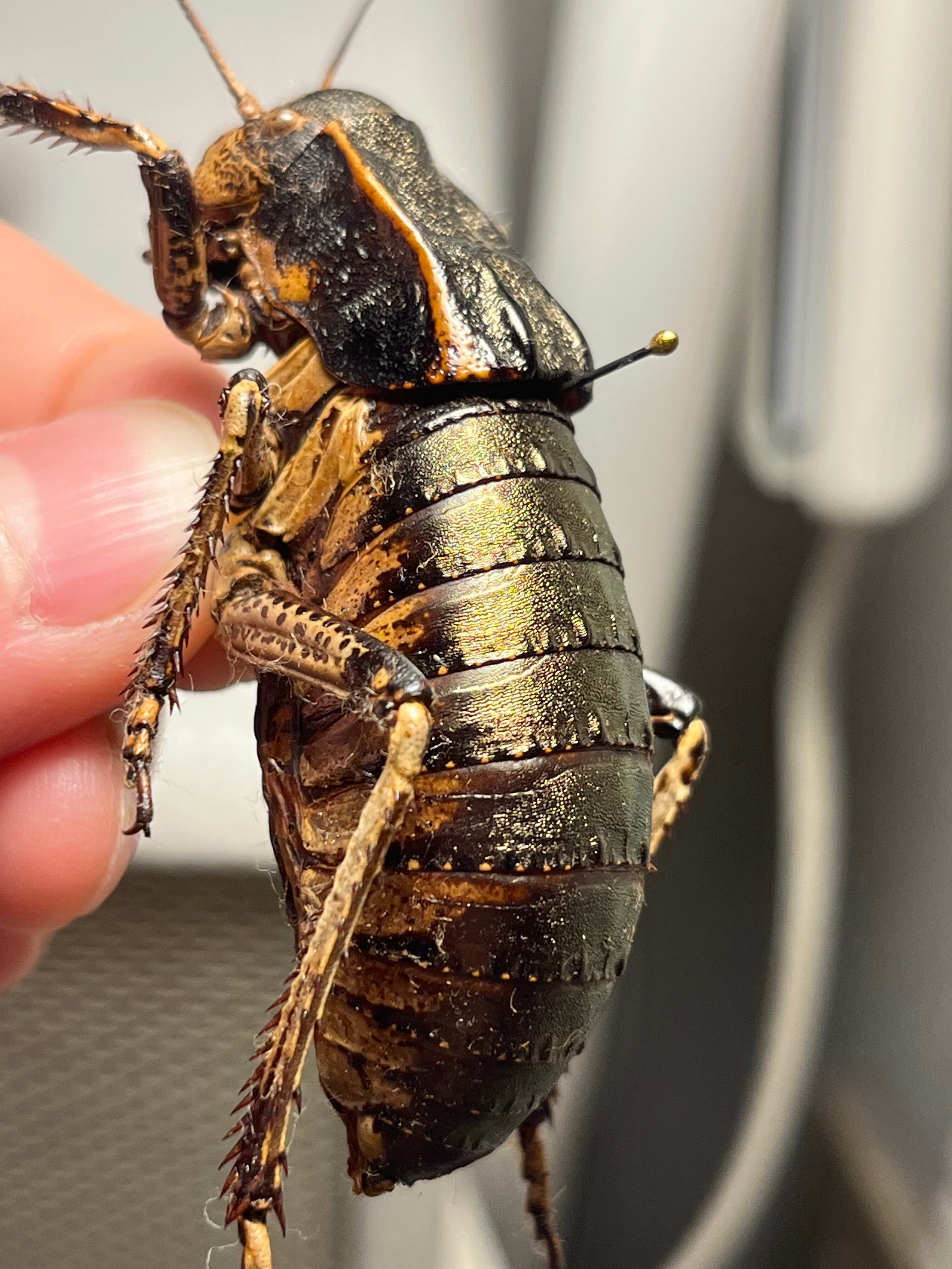 58mm♂】ヨロイコロギス Bradyporus dasypus リオック 直翅類 カマキリ