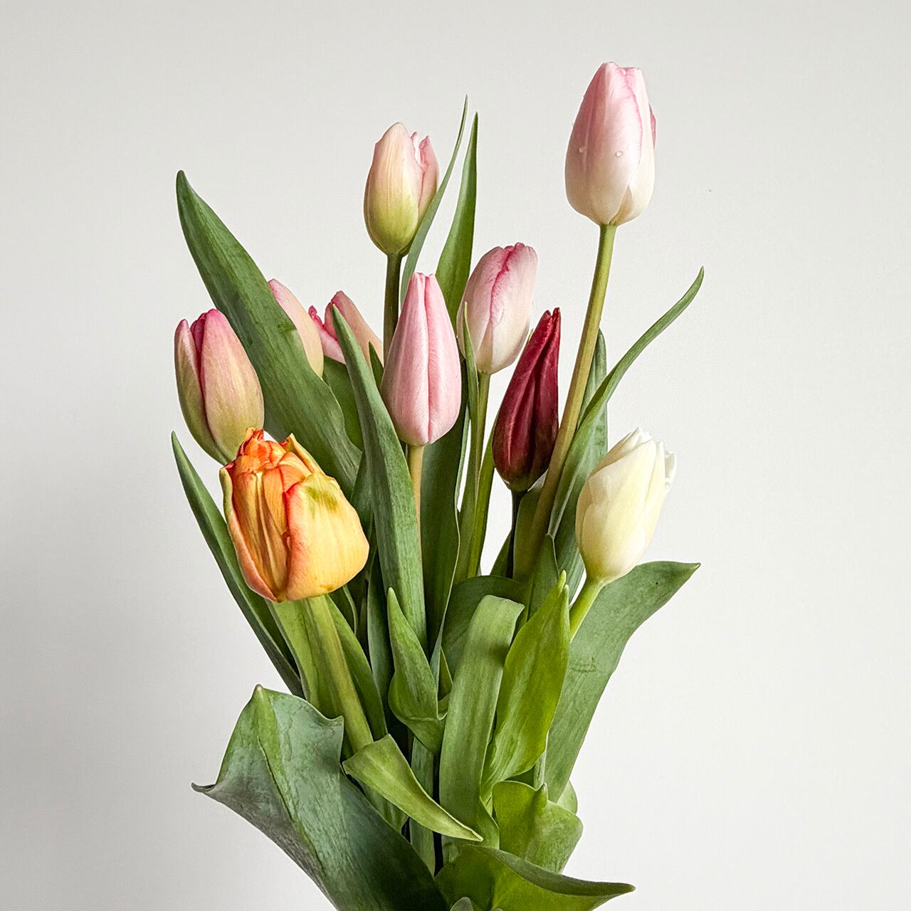 ワケあり チューリップ 30本〈富山県産〉☆規格外ですが、新鮮です