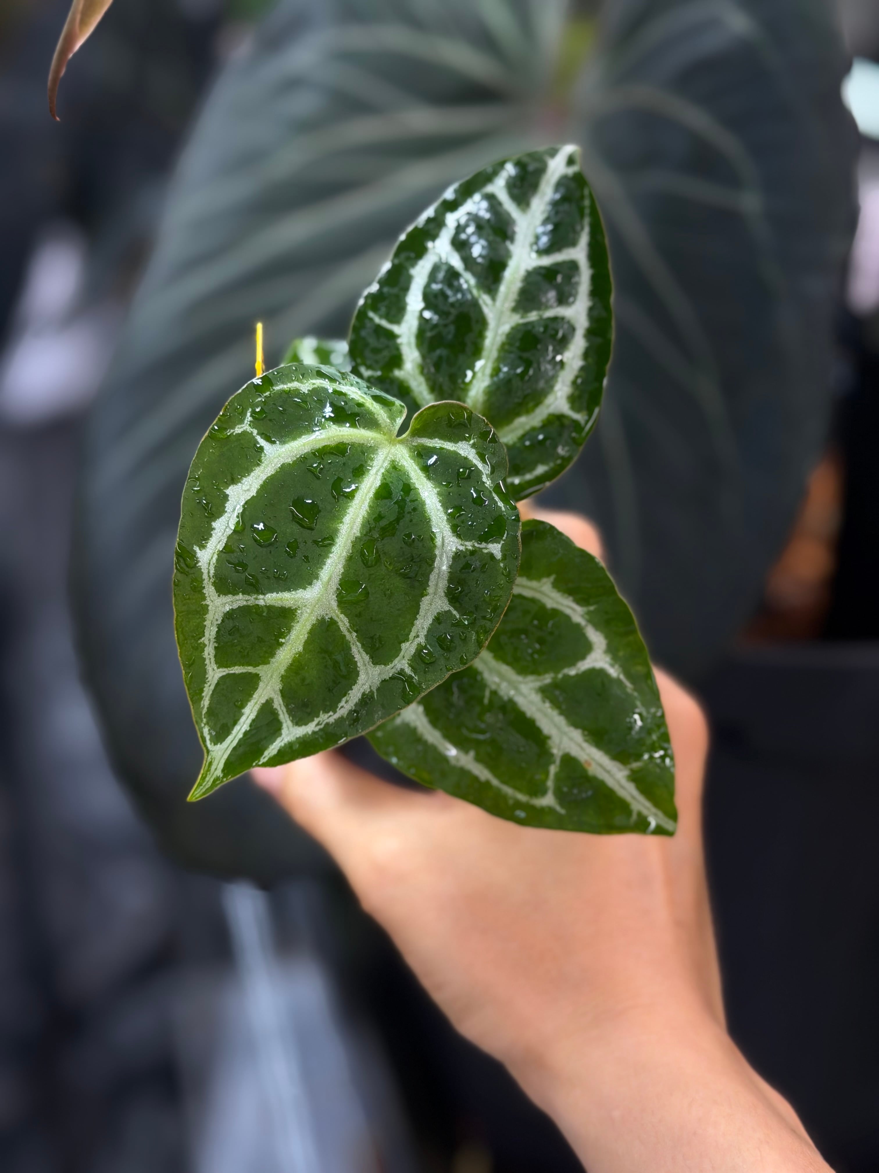 Anthurium 'Mint King' | anthuroom