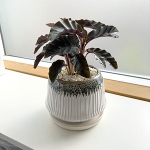 カラテア・ベルベットグローリー