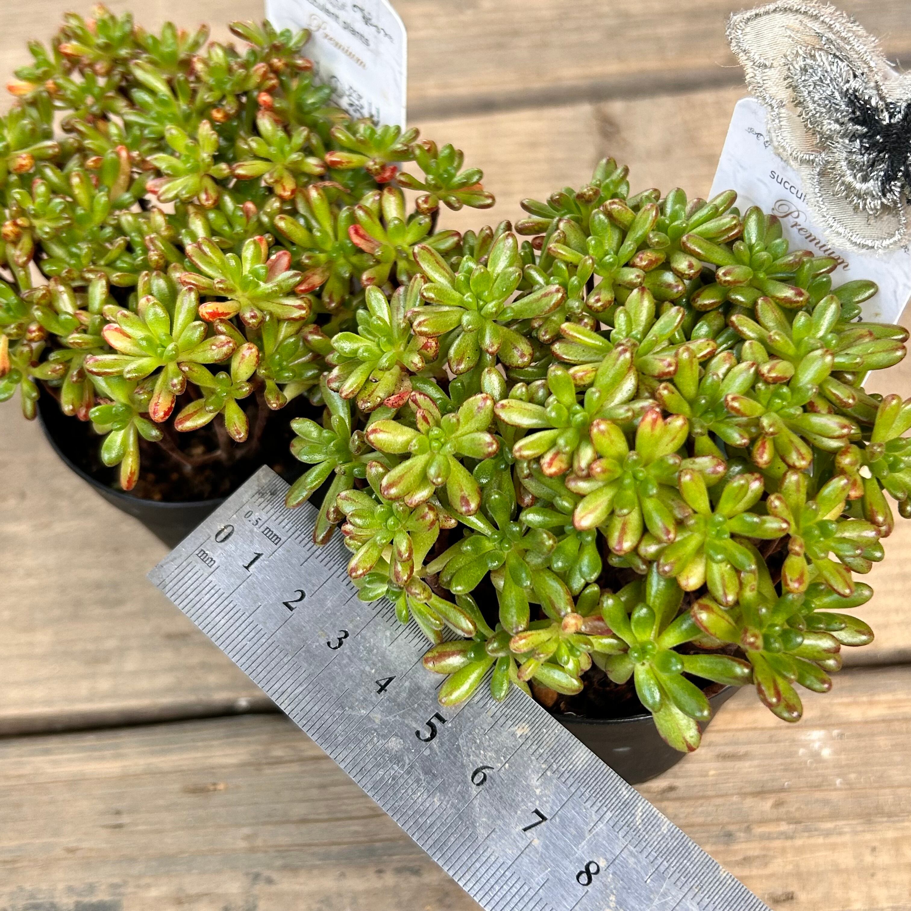 多肉植物 エケベリア 小人の祭り錦 サボテン 10個 超美苗 サボテン