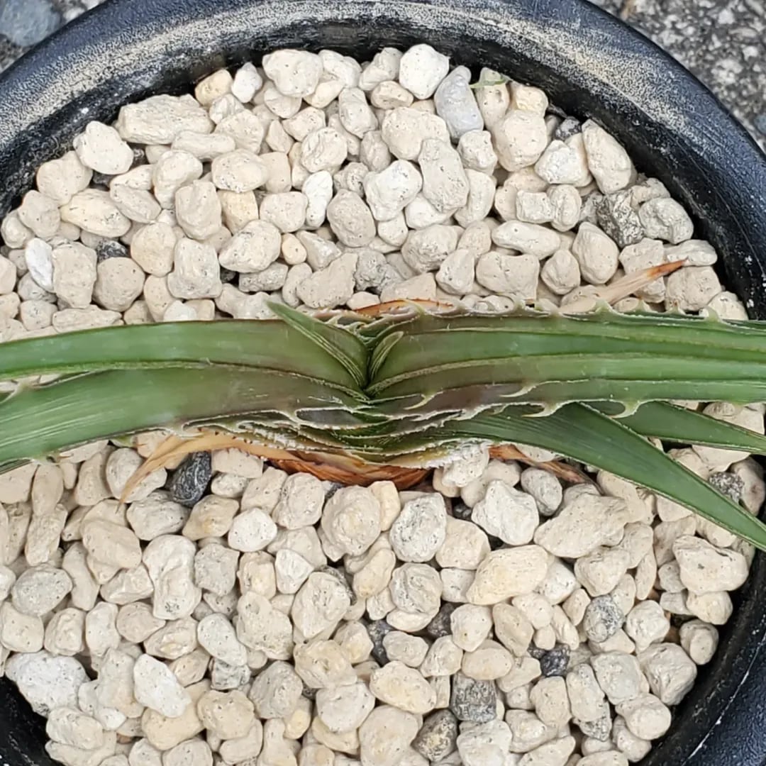 F00475_Dyckia estevesii (from Otto Bromeliad)：ディッキア