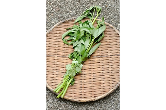 【炒めて抜群】空芯菜・100g(6/21発送開始)