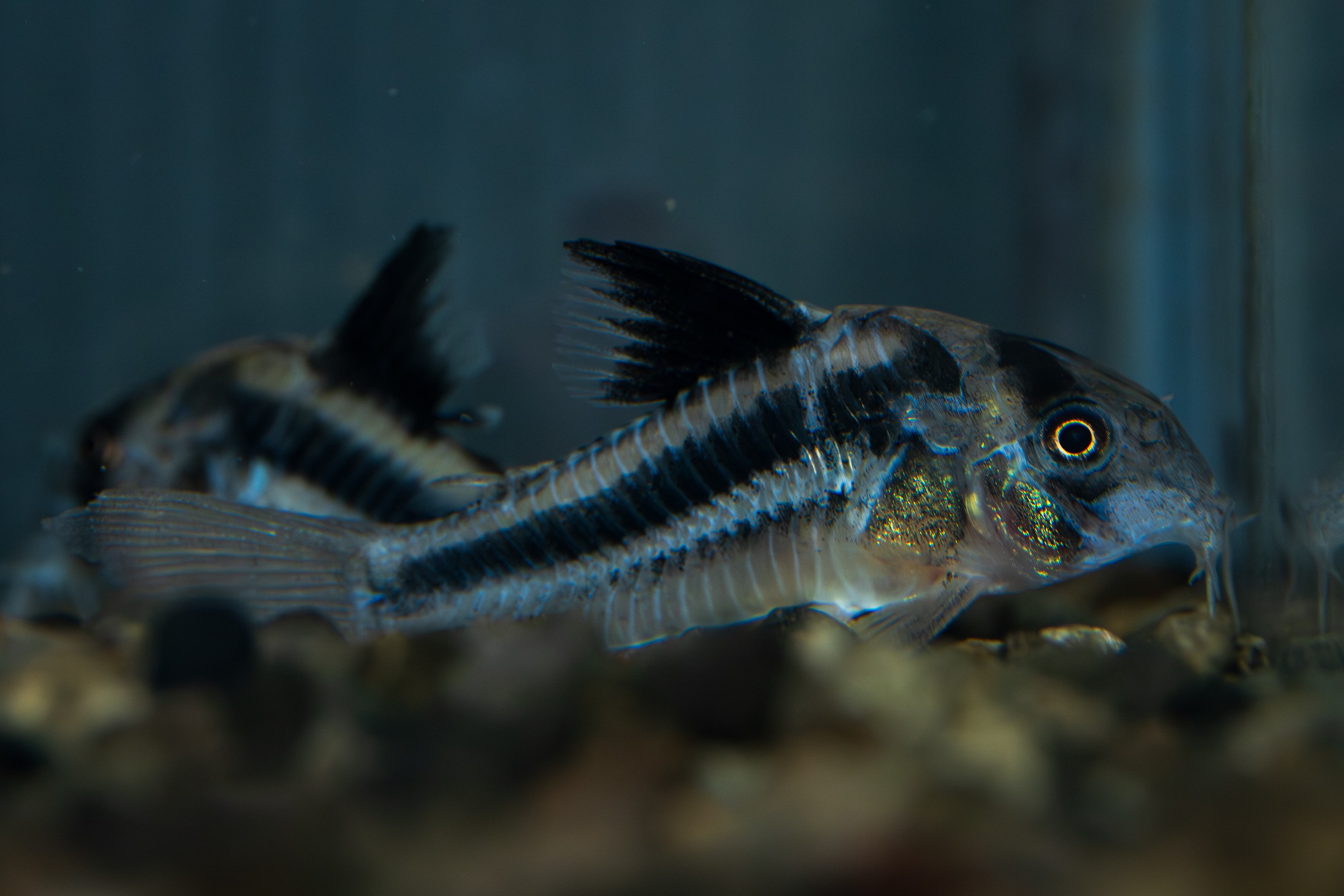 Homalomena sp. Mamasa 