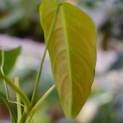 フィロデンドロン パトリシアエ / Philodendron patriciae⑧ / 観葉植物