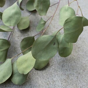 ユーカリ ポポラスリーフ/ドライフラワー | 富良野 花七曜 | ドライ