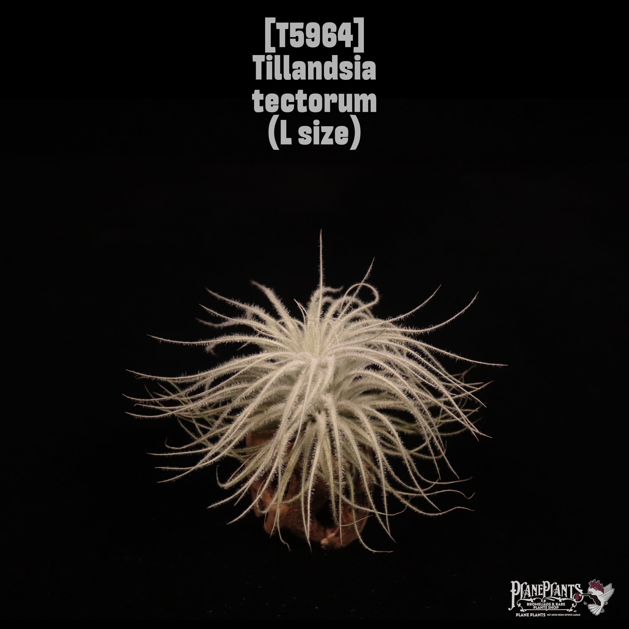 Tillandsia tectorum L〔ティランジア〕T5964