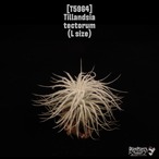 Tillandsia tectorum L〔ティランジア〕T5964