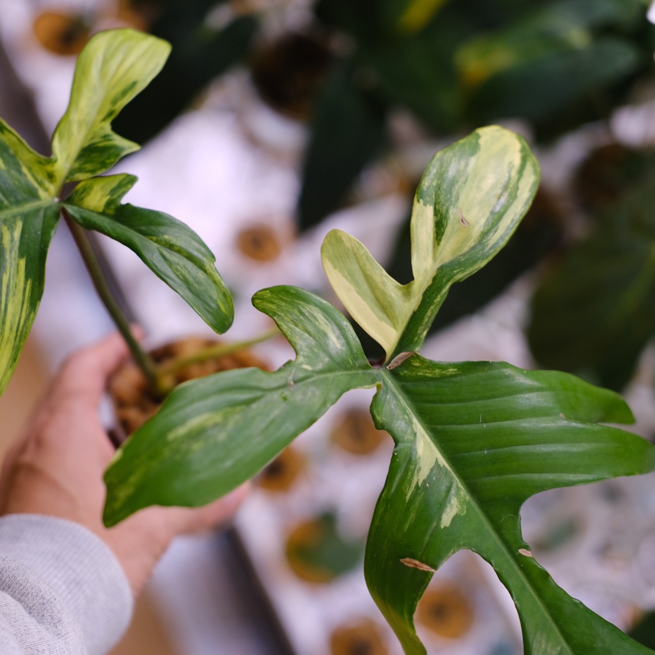 フィロデンドロン フロリダビューティー / P. Florida beauty⑨ / 観葉植物<育て方・花言葉>