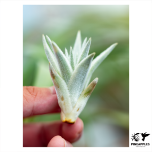 Tillandsia gardneri var. rupicola (Compacta) Pink Fl.
