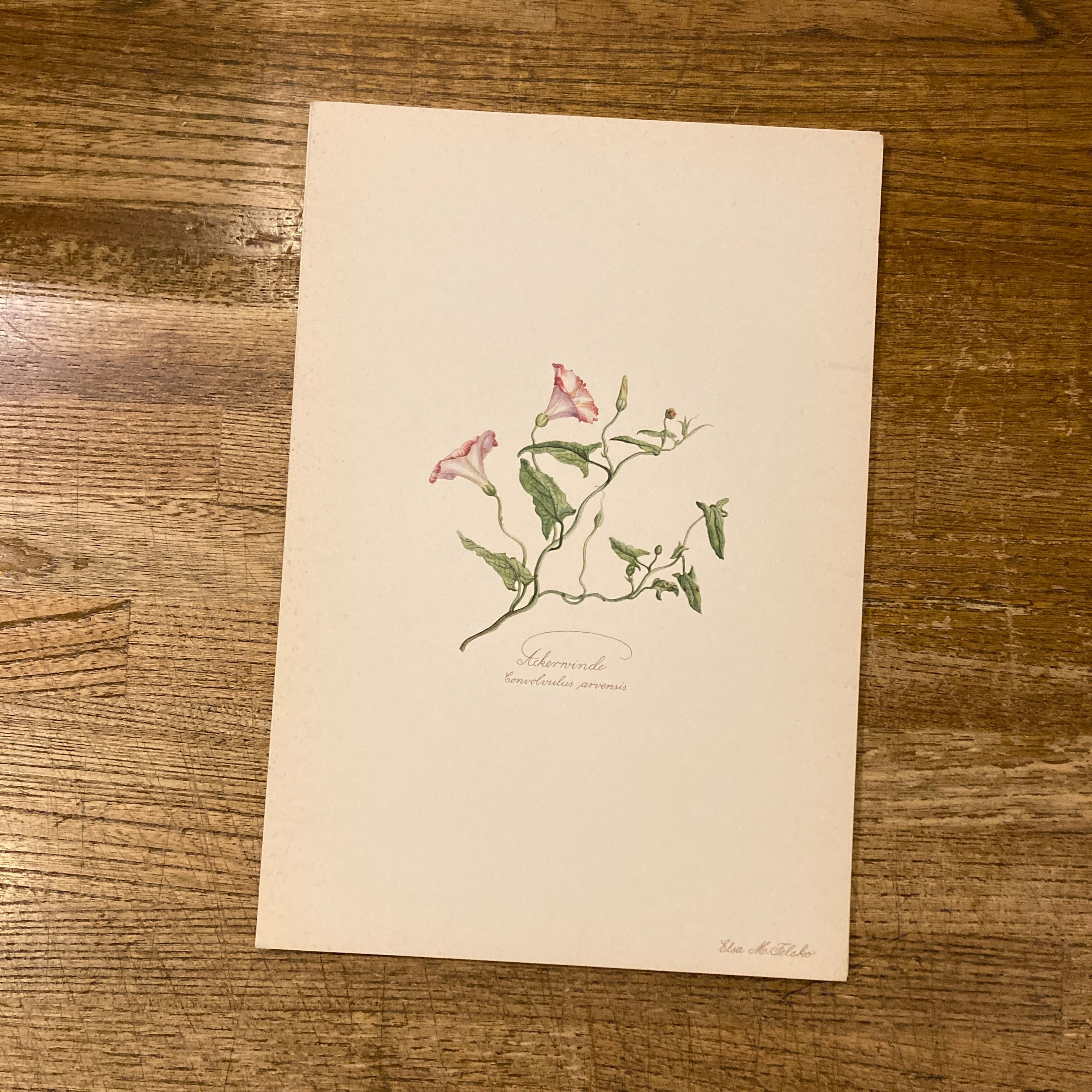 BLUMEN ATLAS / Elsa M. Felsko、Herausgegeben unter Mitwirkung des