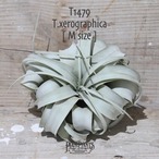 【送料無料】xerographica M〔エアプランツ〕現品発送T1479