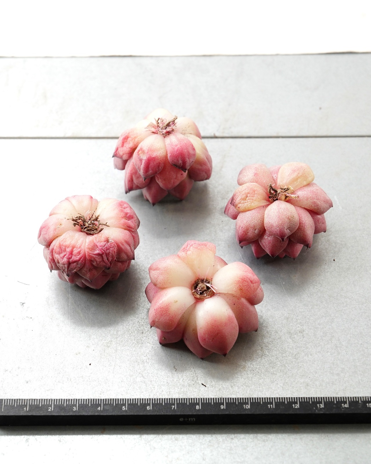 一部発根済カット苗 ライトレイ M Echeveria 'Light Rays'