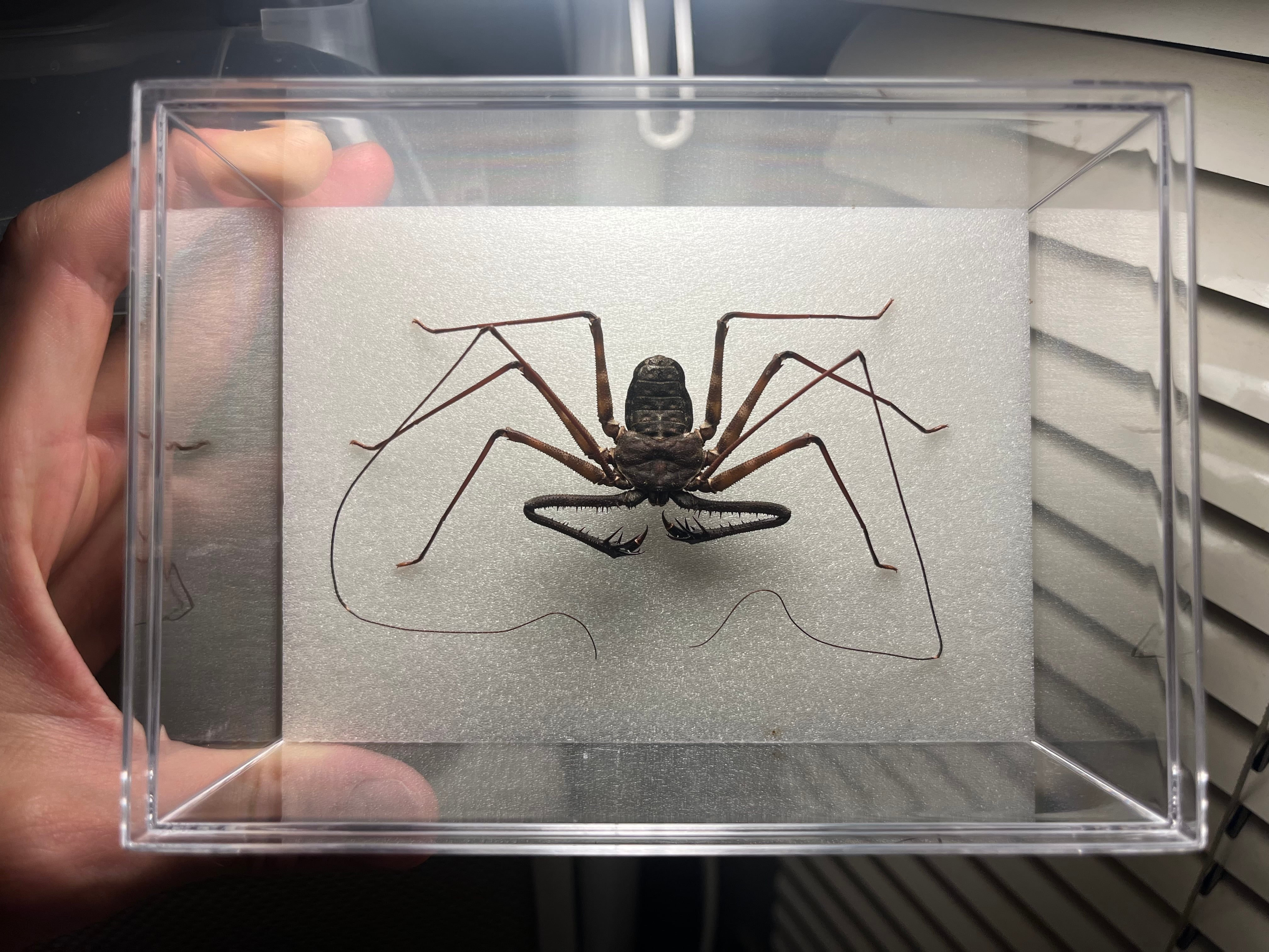 タンザニアバンデットウデムシ タンザニアバンデッド タランチュラ
