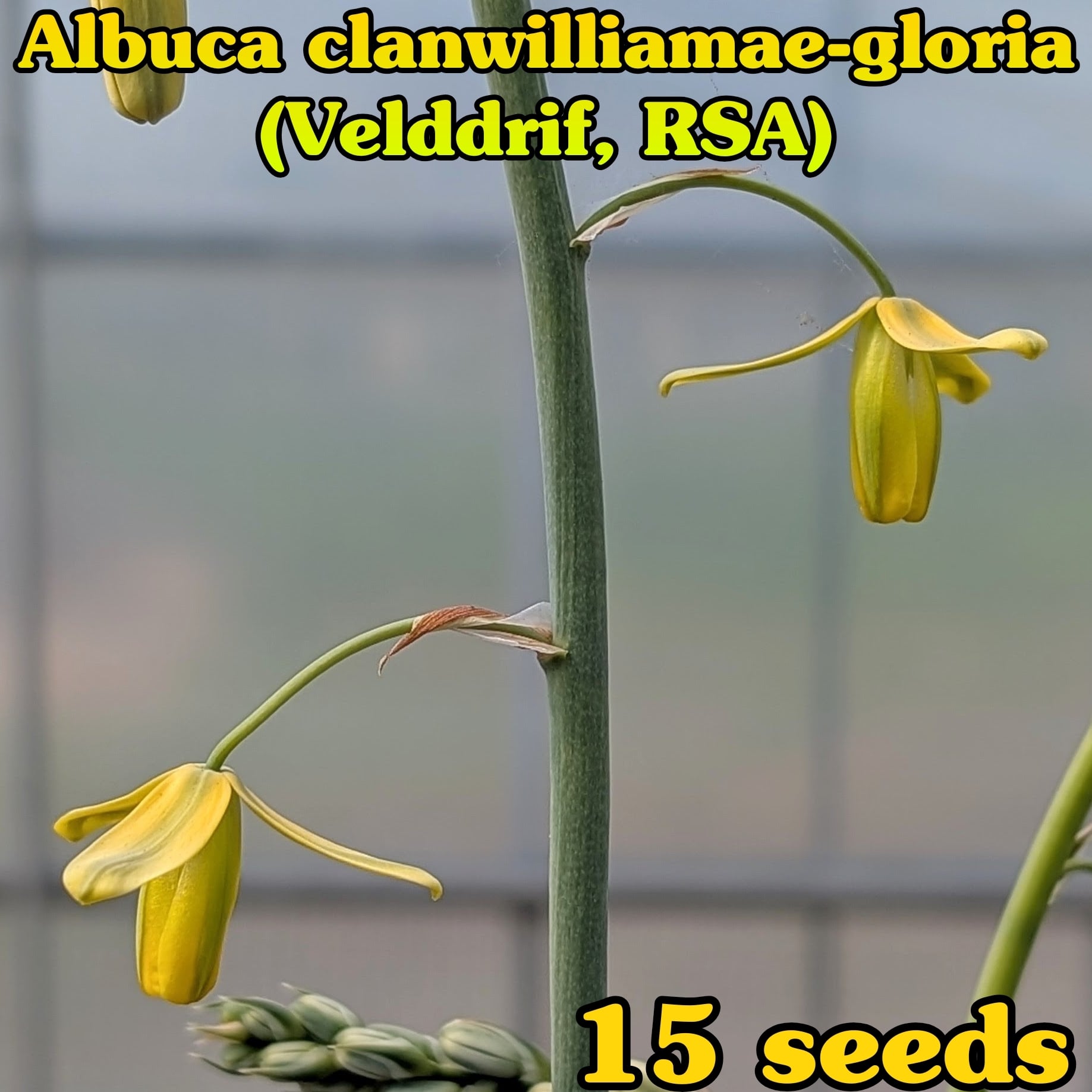 種子/10粒】Hoodia gordonii (CH 2928)/フーディア・ゴルドニー