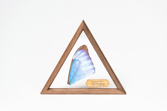 空中標本 - オーロラモルフォの翅 × ウォールナット