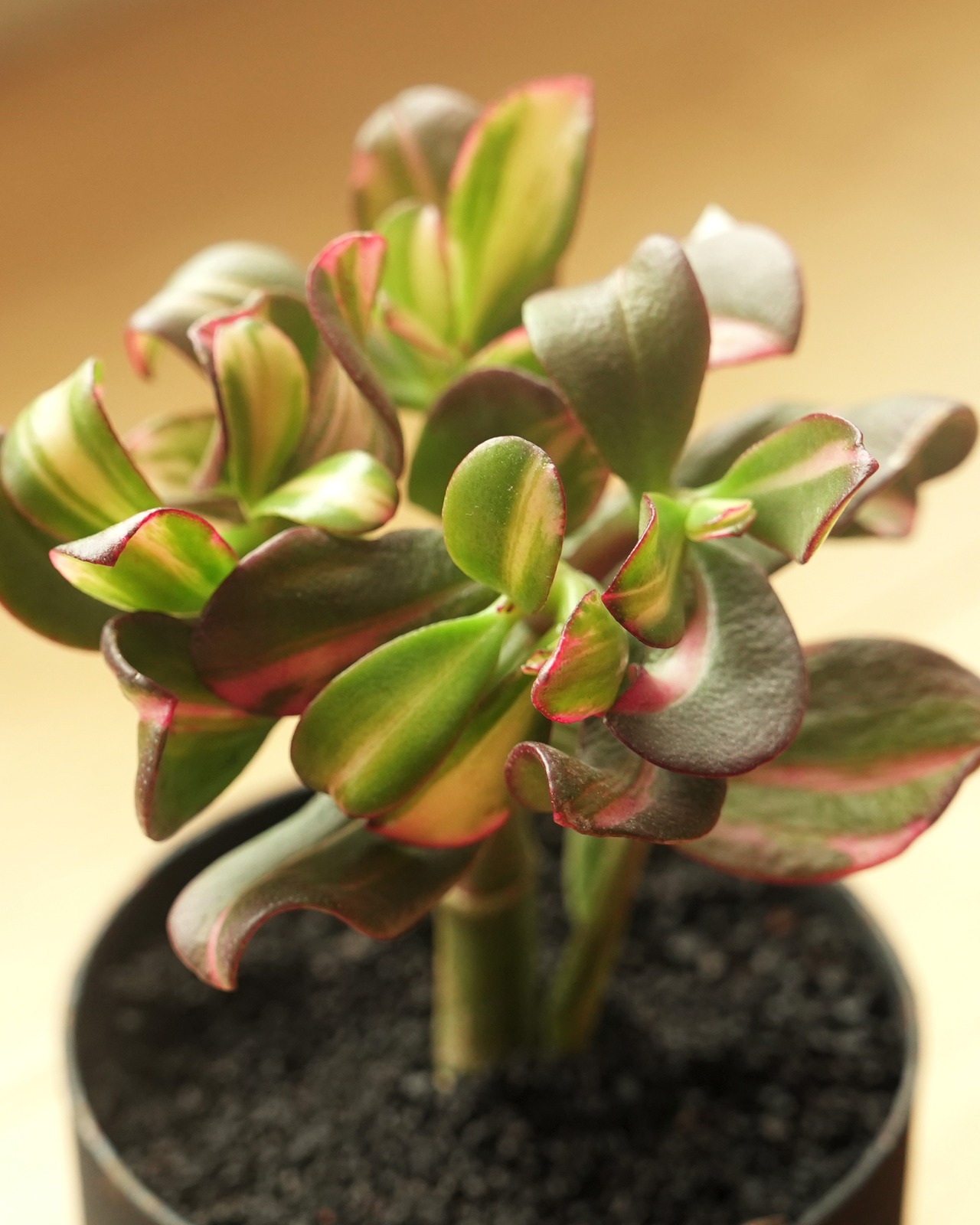 カット苗 七彩蝶 【日本初上陸？！】 Crassula 'Qi Cai Die'