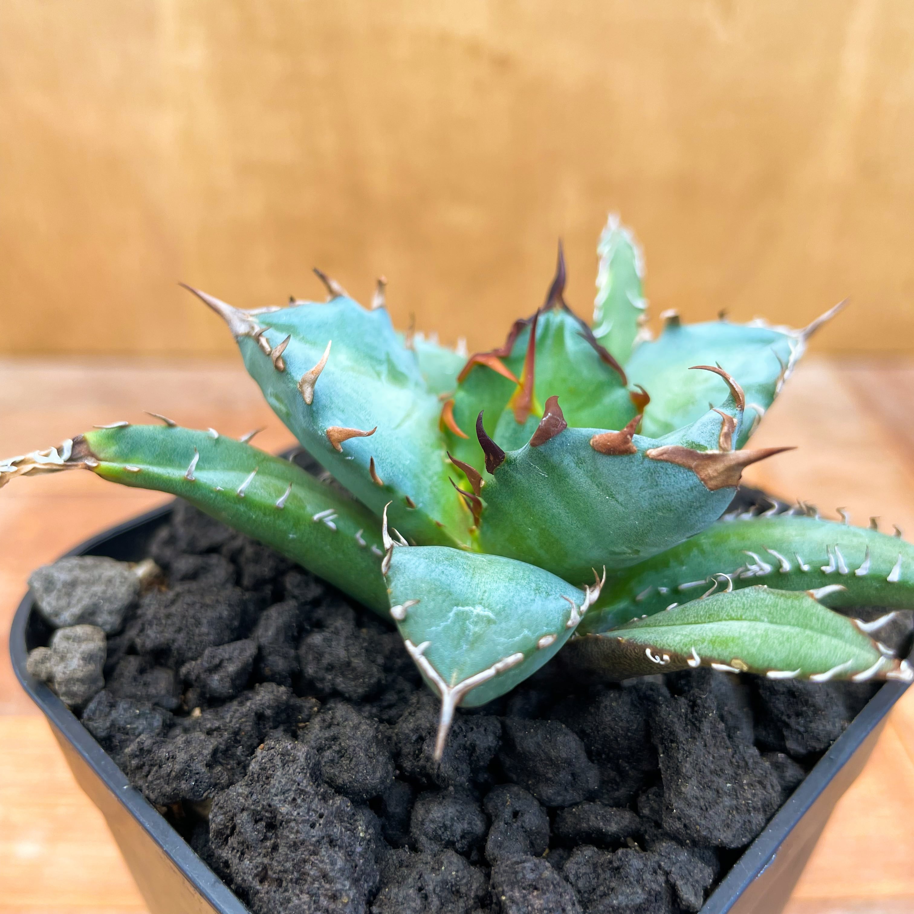 Agave titanota No,1【アガベ・チタノタ・農大No,1】 | RIMO