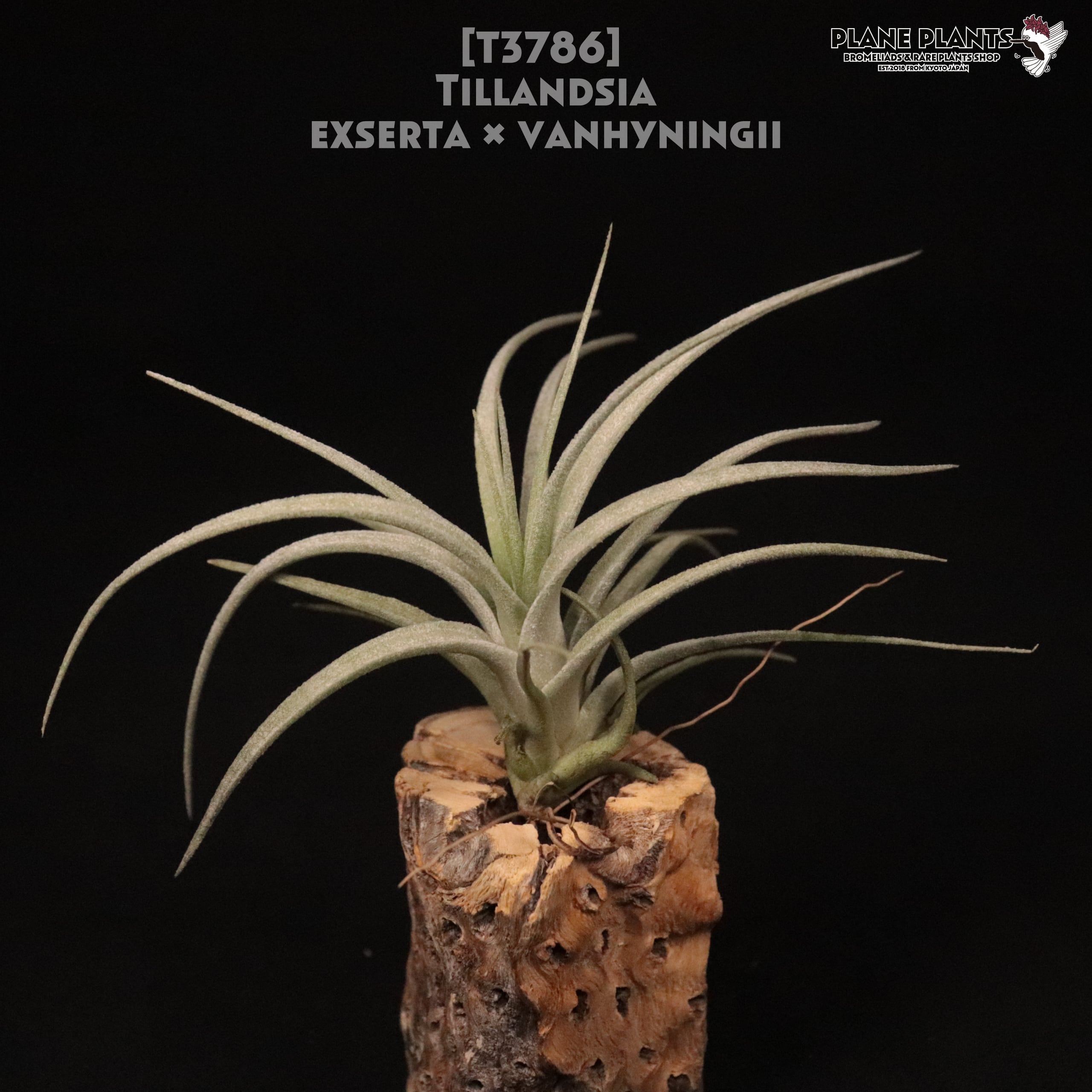 送料無料】exserta × vanhyningii〔エアプランツ〕現品発送T3786