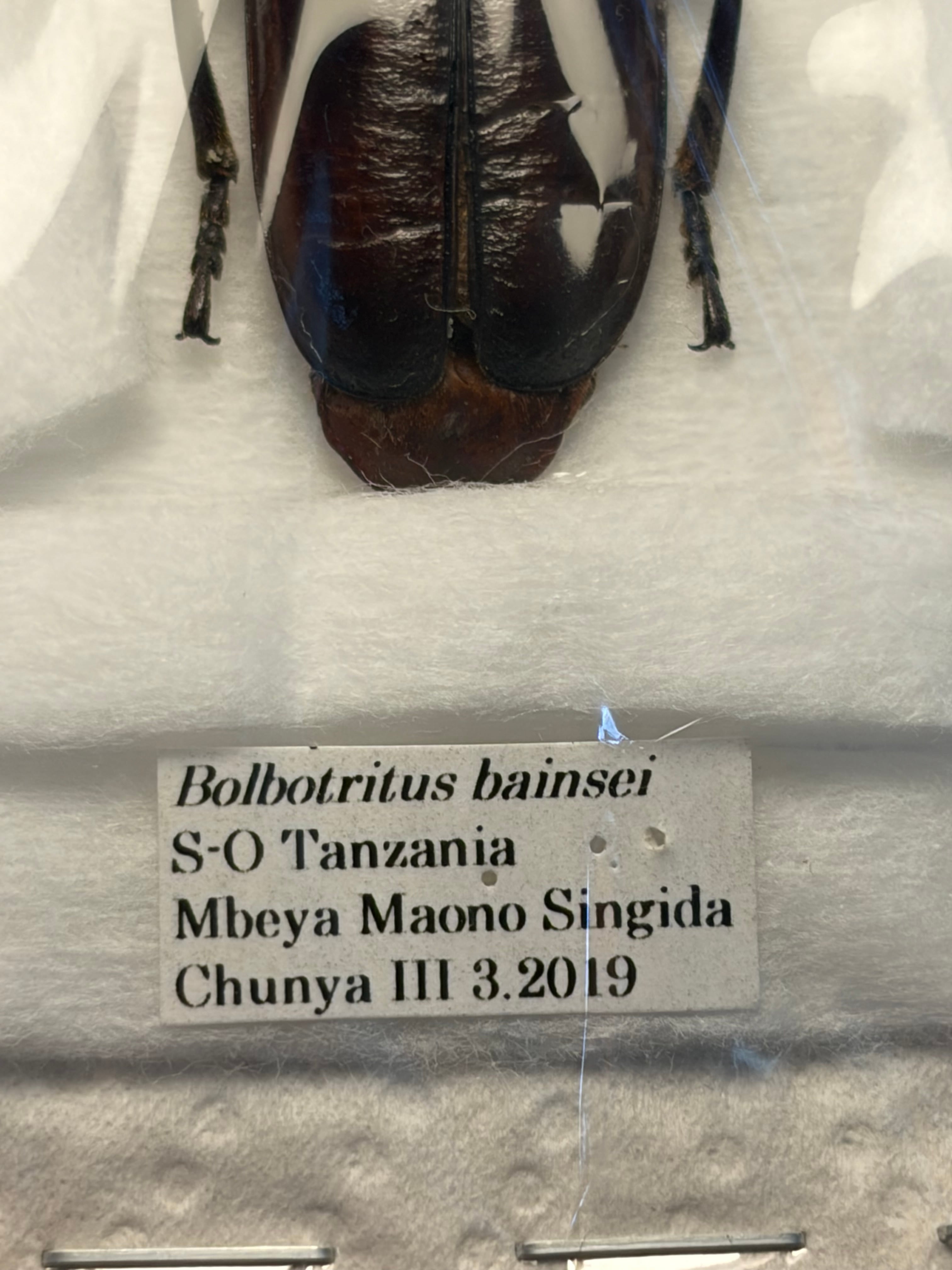 一属一種】Bolbotritus bainesiウスバカミキリ ミヤマカミキリ 昆虫