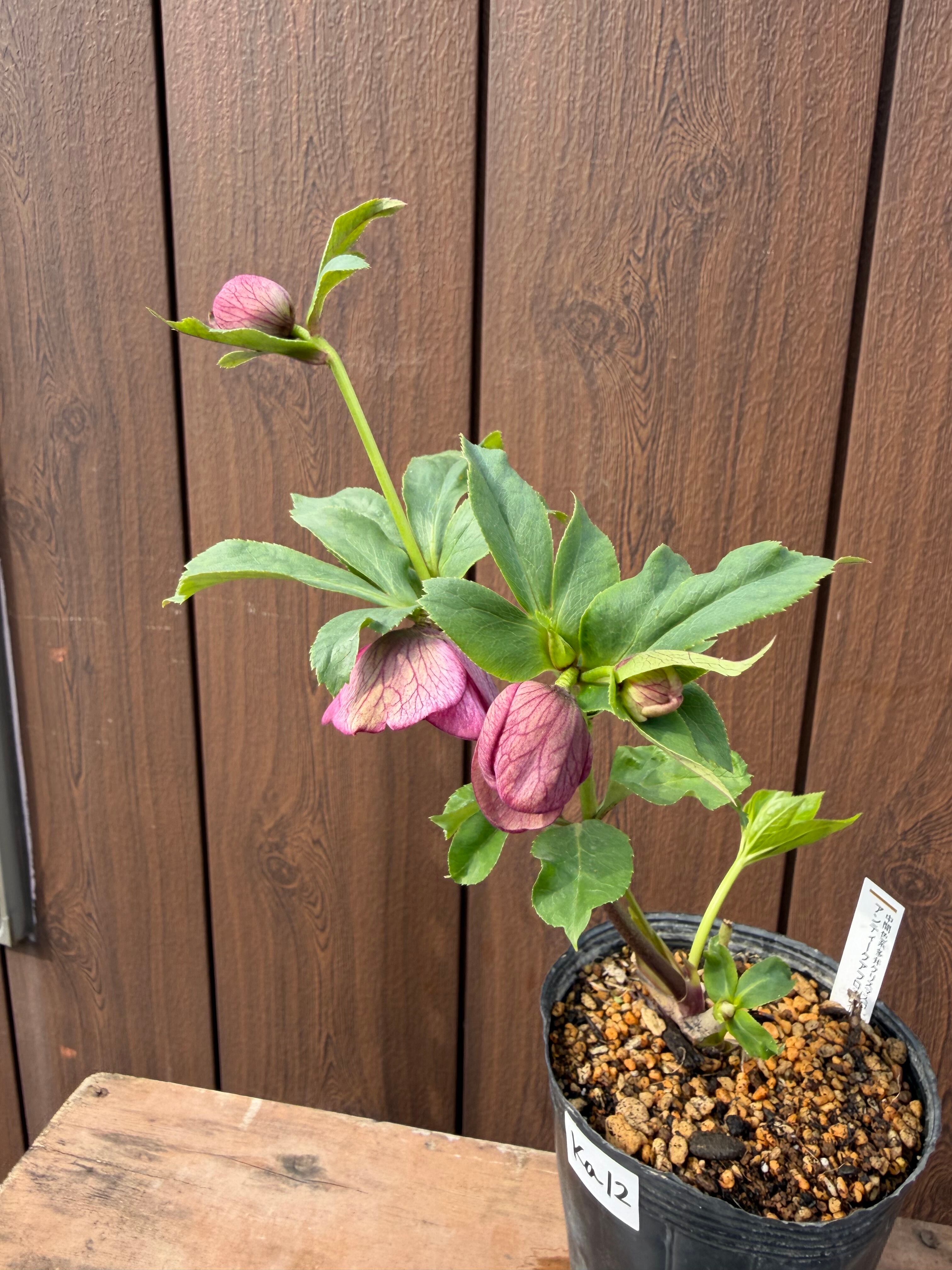 アンティークアフロディーテ ※交配札なし 加藤農園 クリスマスローズ