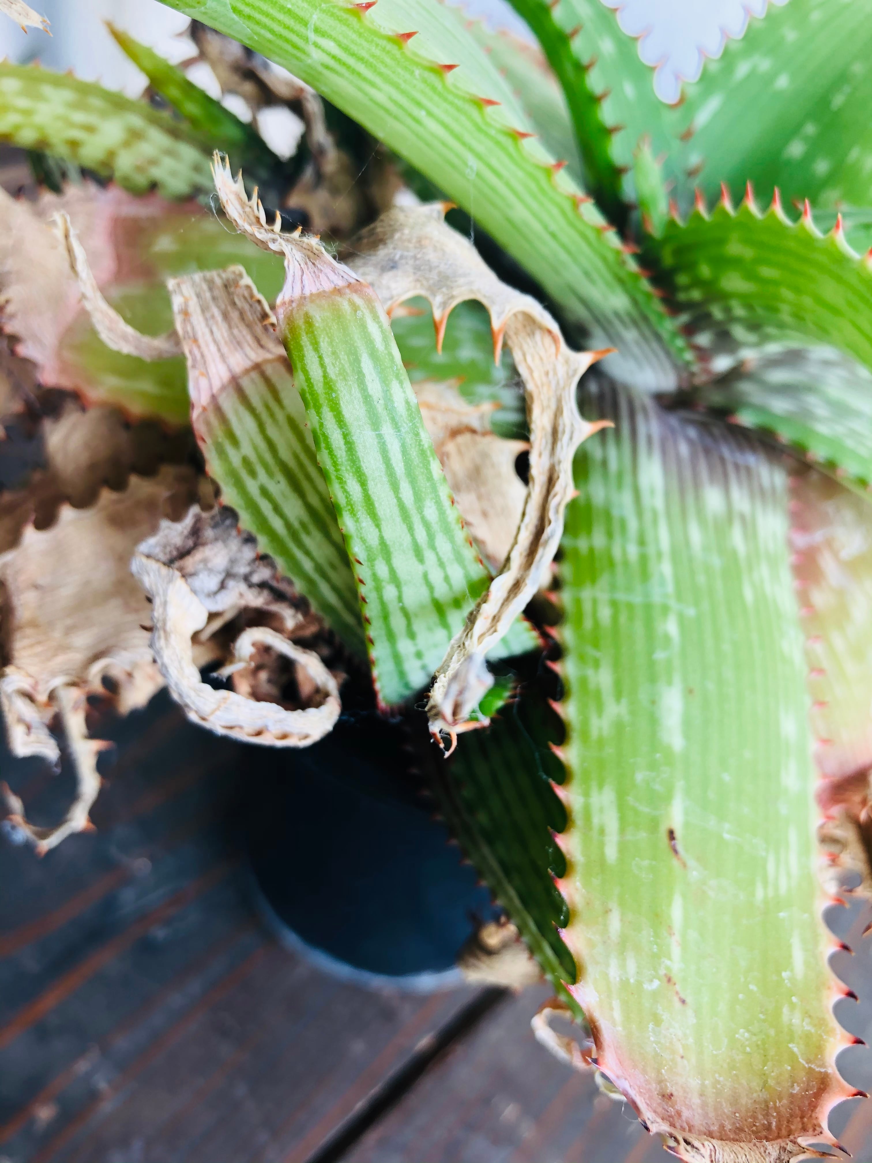 Aloe branddraaiensis アロエ ブランドレイエンシス | plants MARU