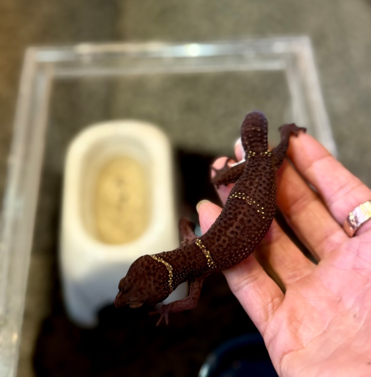 ハイナントカゲモドキ・ペア - 1